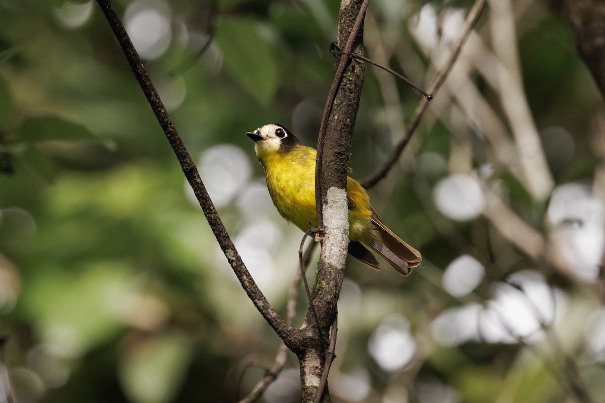White-faced Robin - ML632573075