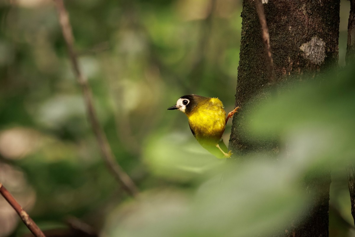 White-faced Robin - ML632573076