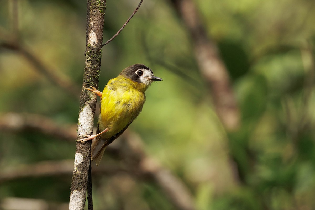 White-faced Robin - ML632573077