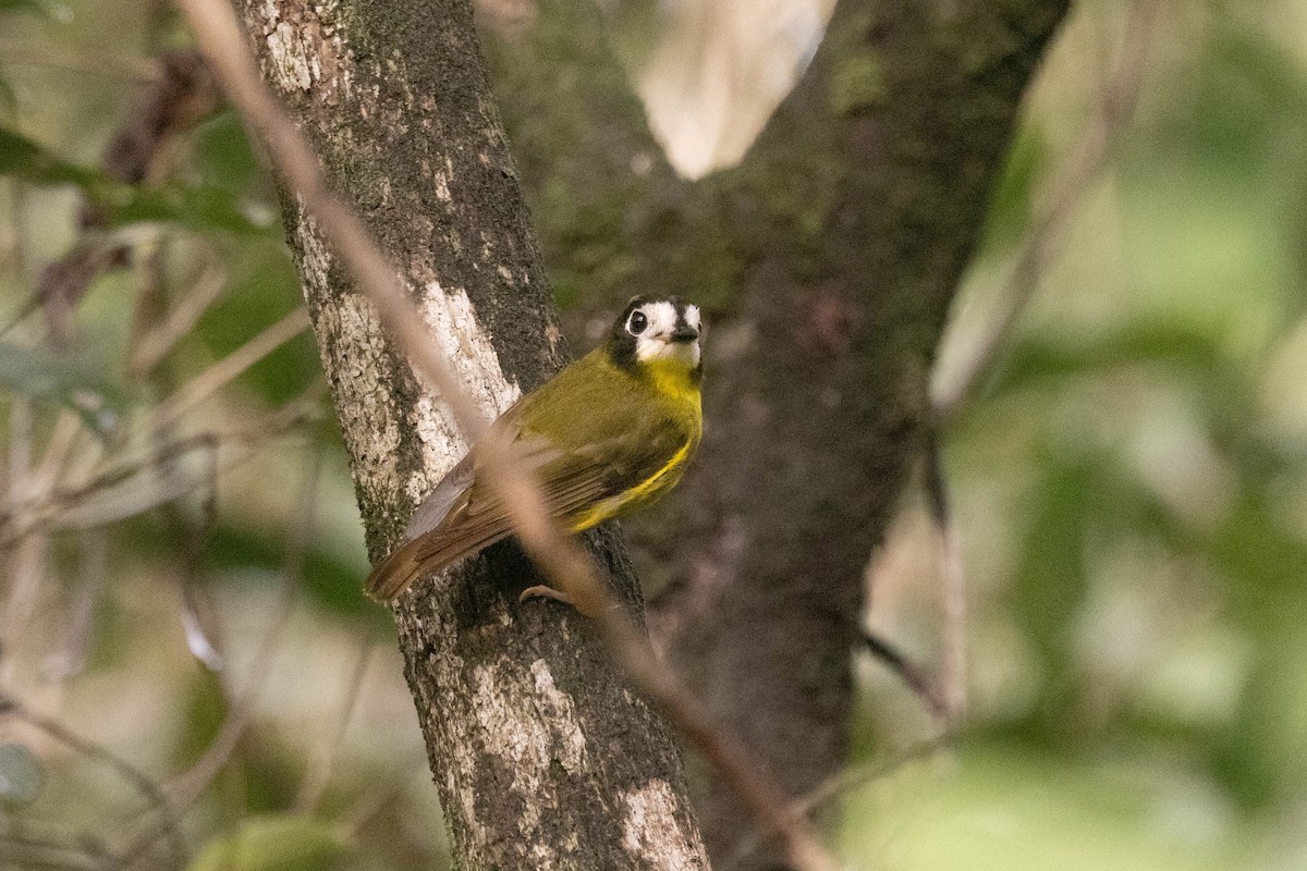 White-faced Robin - ML632573078