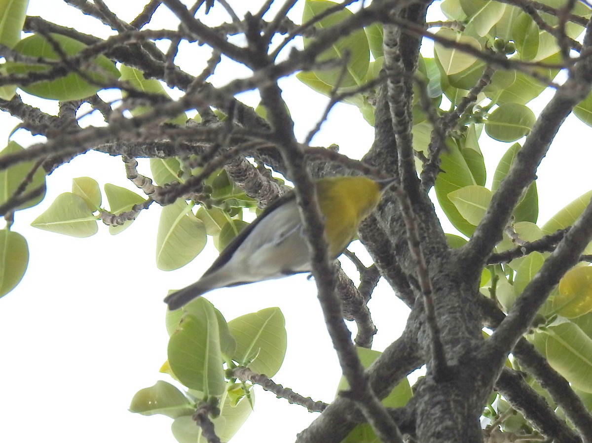 Yellow-throated Vireo - ML632573097