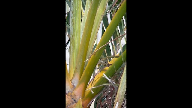 Warbling White-eye - ML632573144