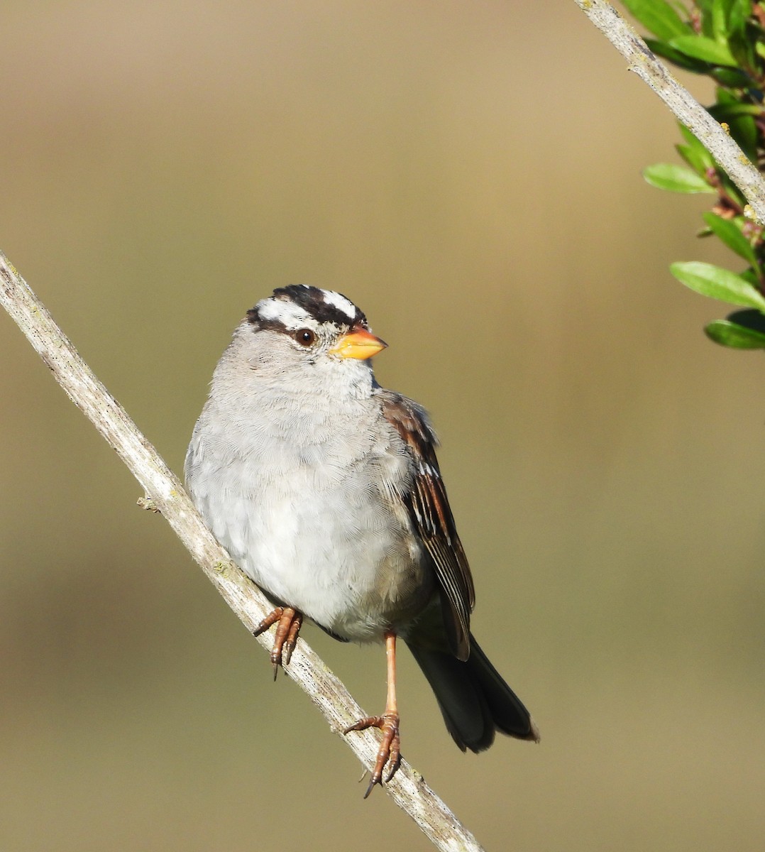 White-crowned Sparrow - ML632573256