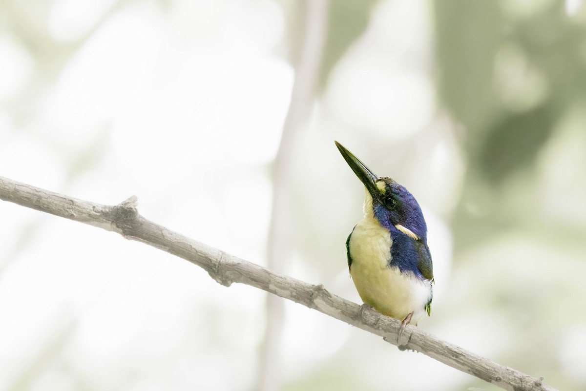 Little Kingfisher - ML632573276