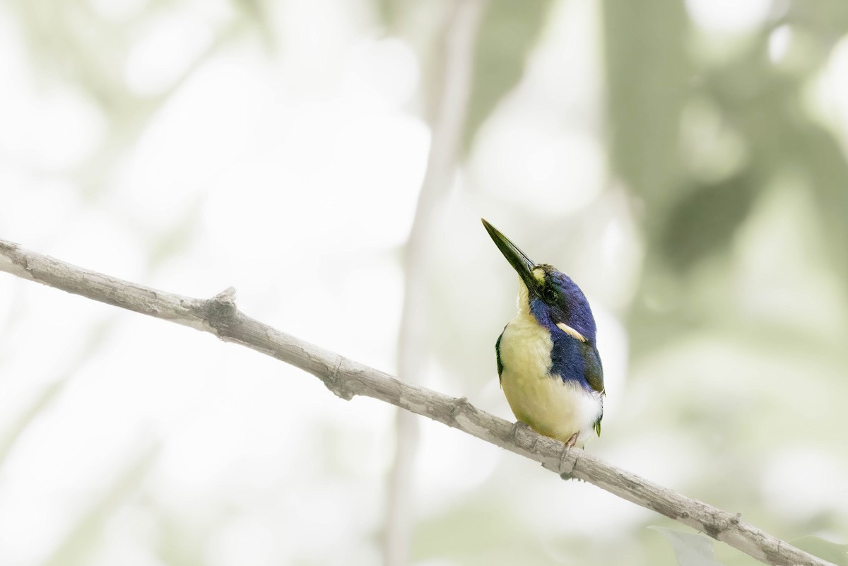 Little Kingfisher - ML632573277