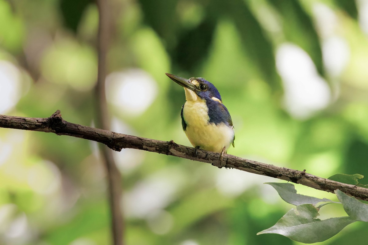 Little Kingfisher - ML632573278