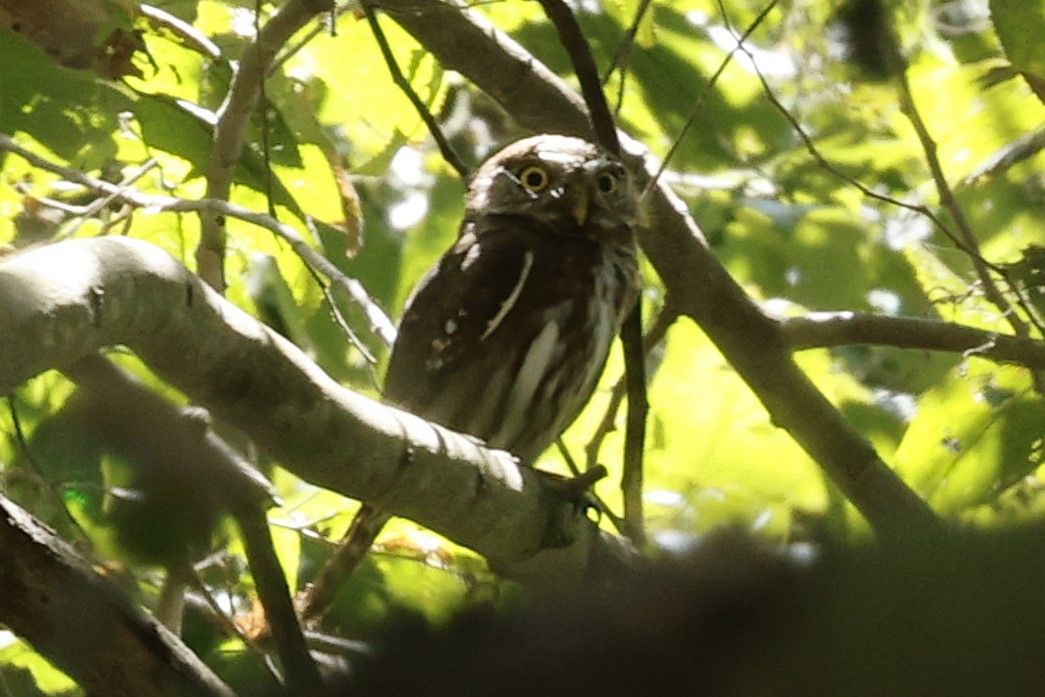Ferruginous Pygmy-Owl - ML632573294