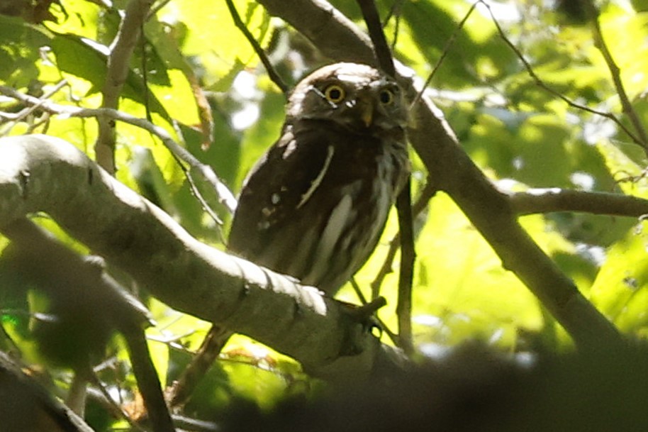 Ferruginous Pygmy-Owl - ML632573308