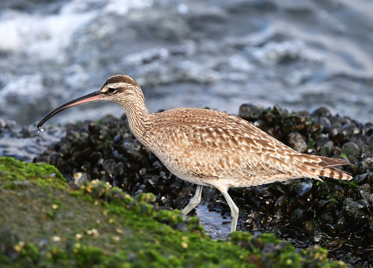Whimbrel - ML632573350