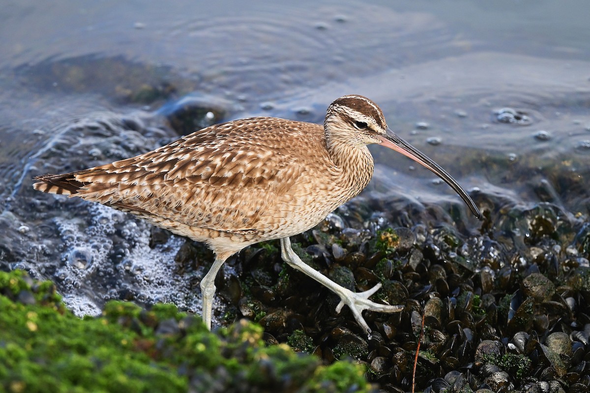 Whimbrel - ML632573398