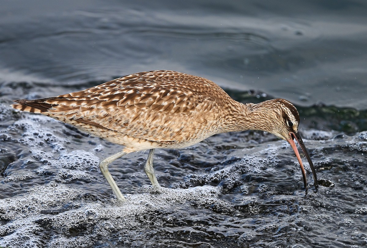Whimbrel - ML632573428
