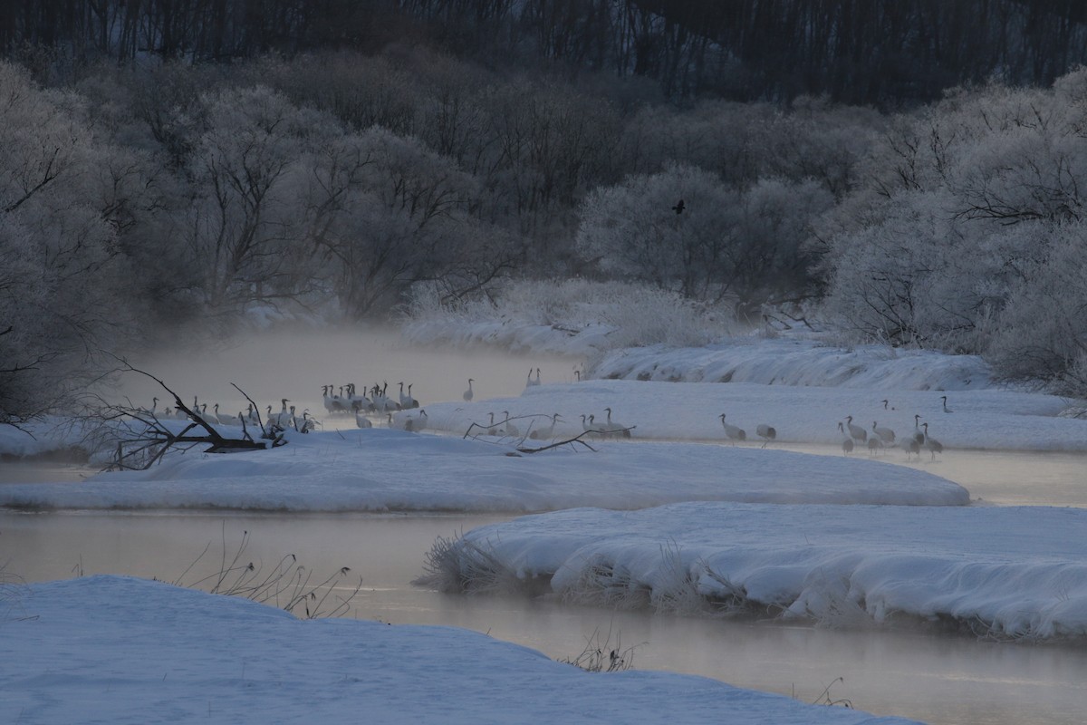 Red-crowned Crane - ML632573535