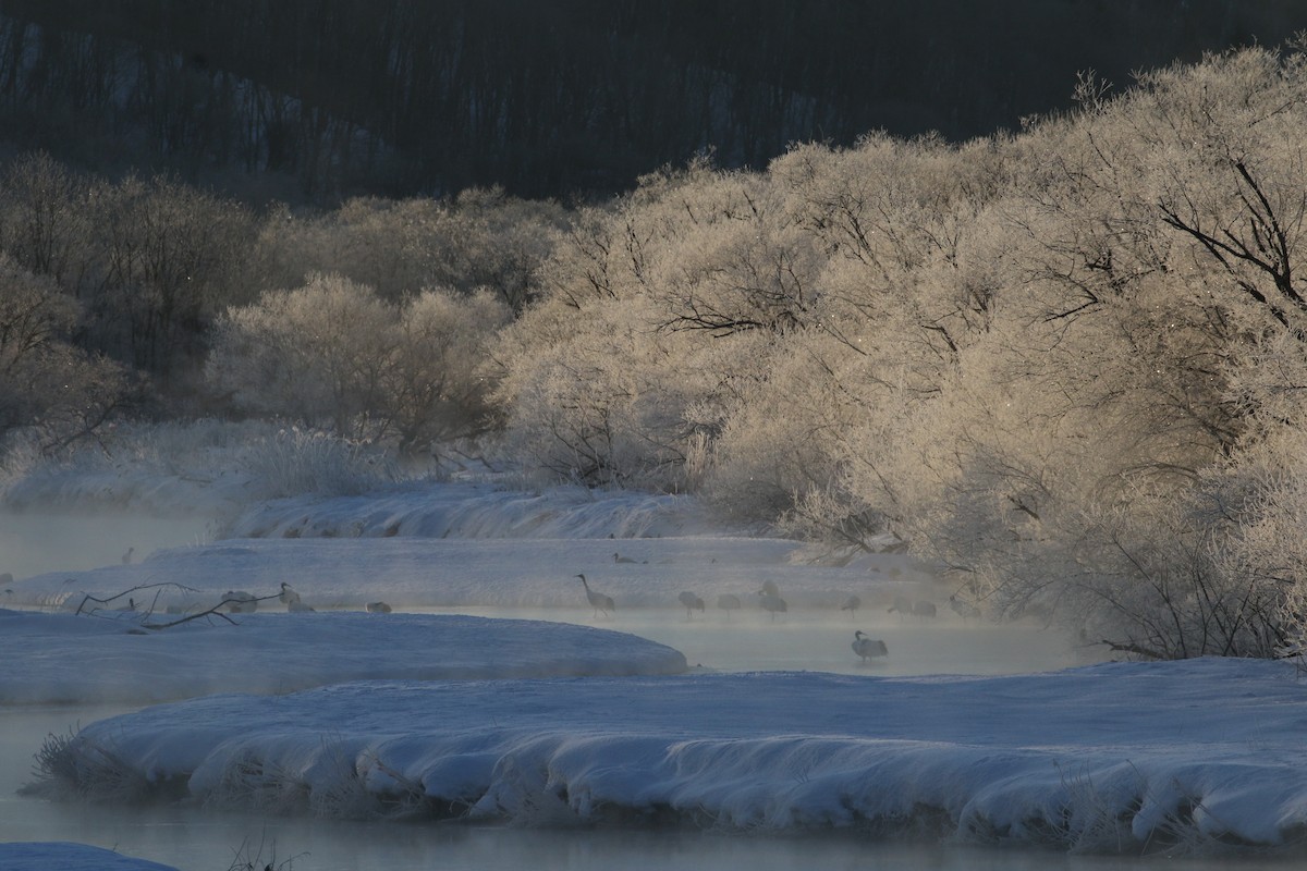 Red-crowned Crane - ML632573538