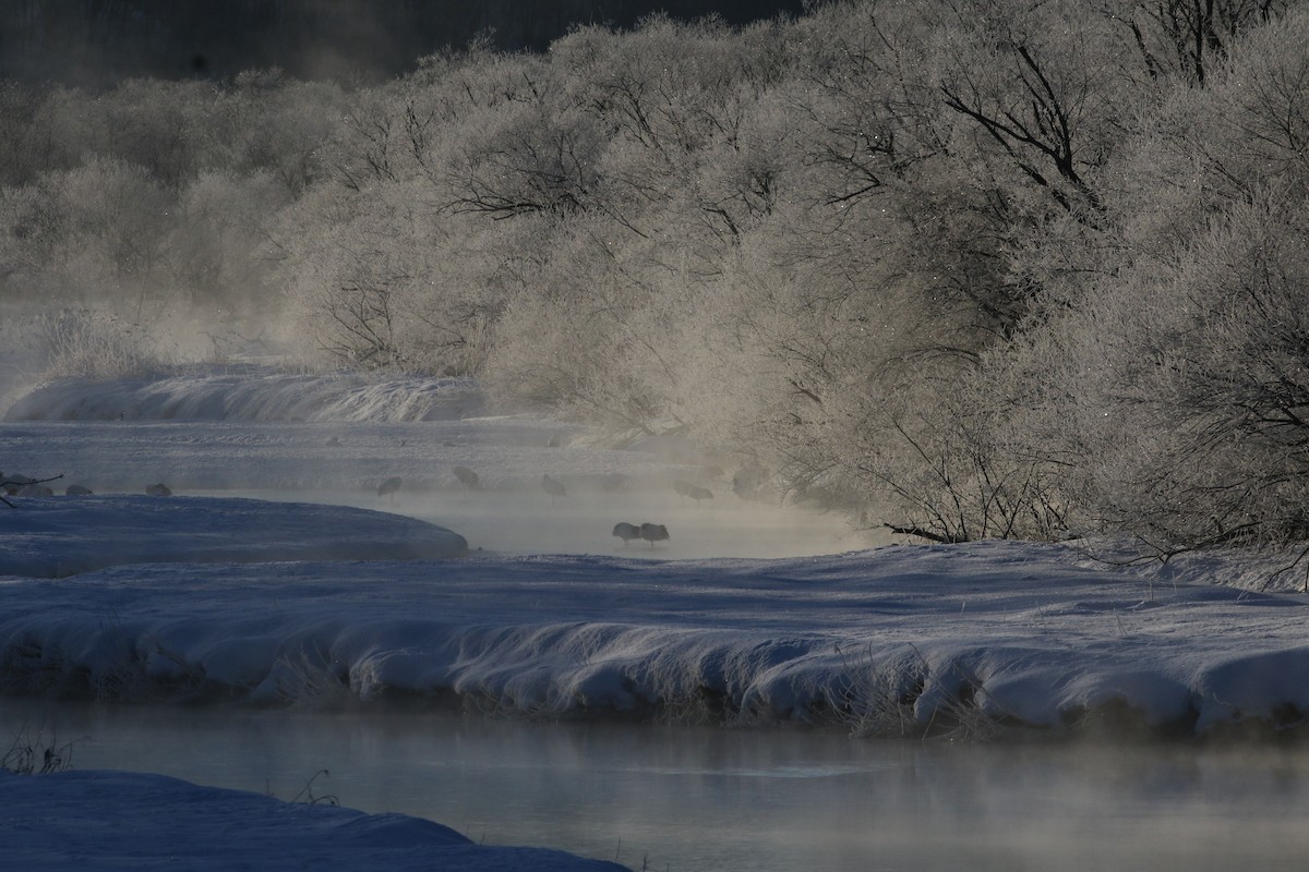 Red-crowned Crane - ML632573540