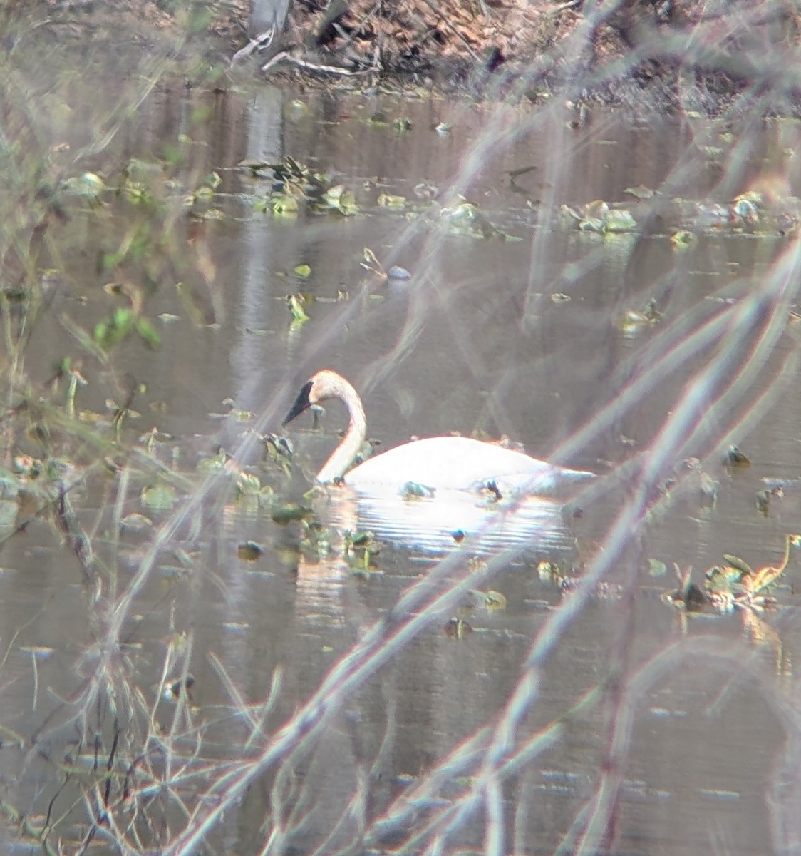 Trumpeter Swan - ML632573625