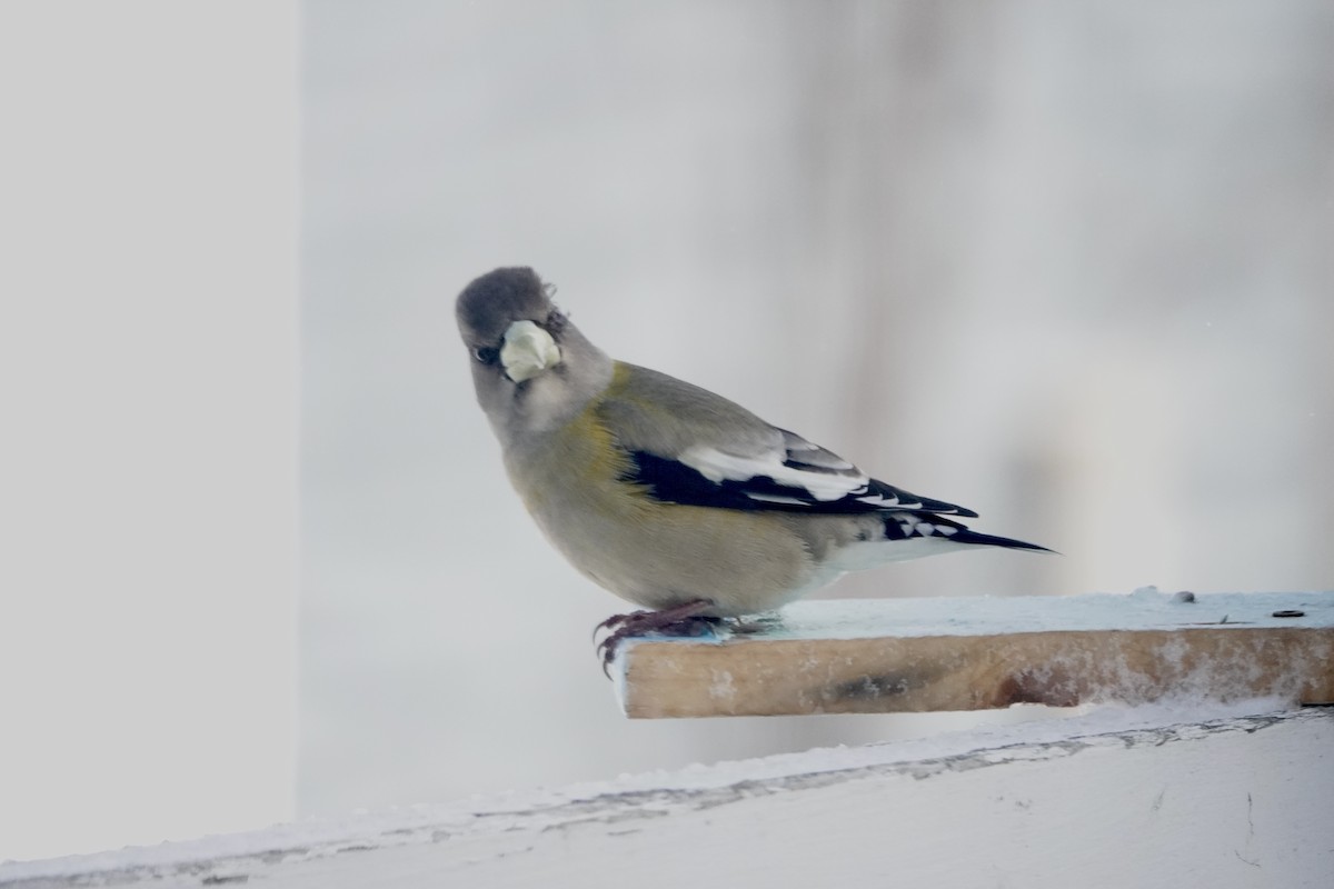 Evening Grosbeak - ML632573630