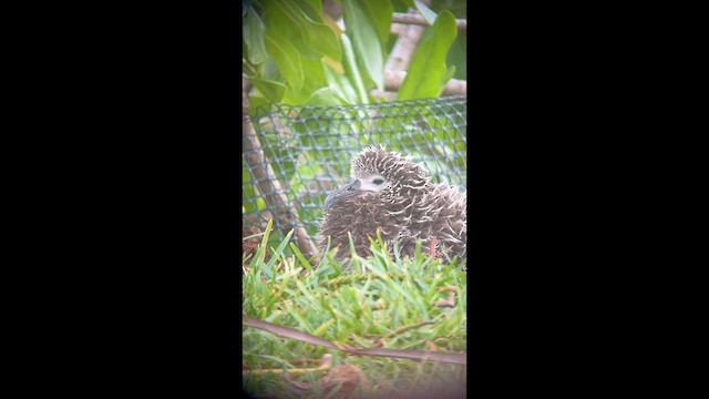 Laysan Albatross - ML632573638