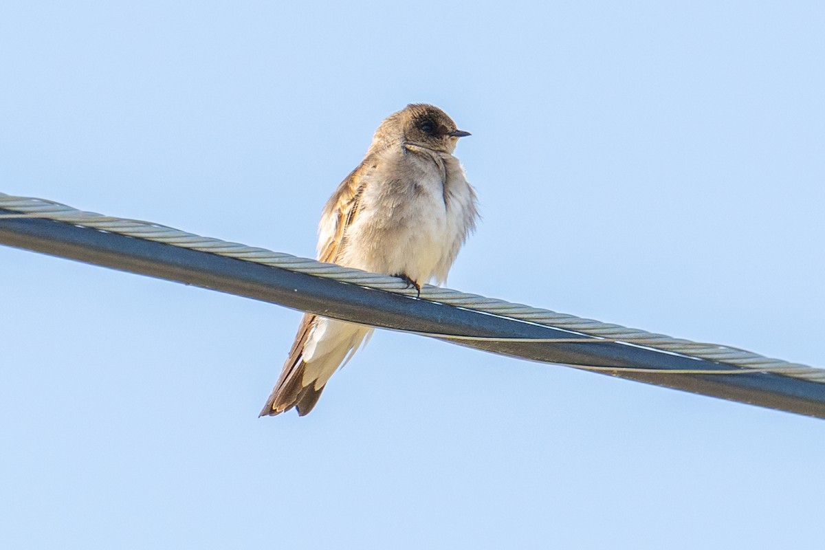 Northern Rough-winged Swallow - ML632573663