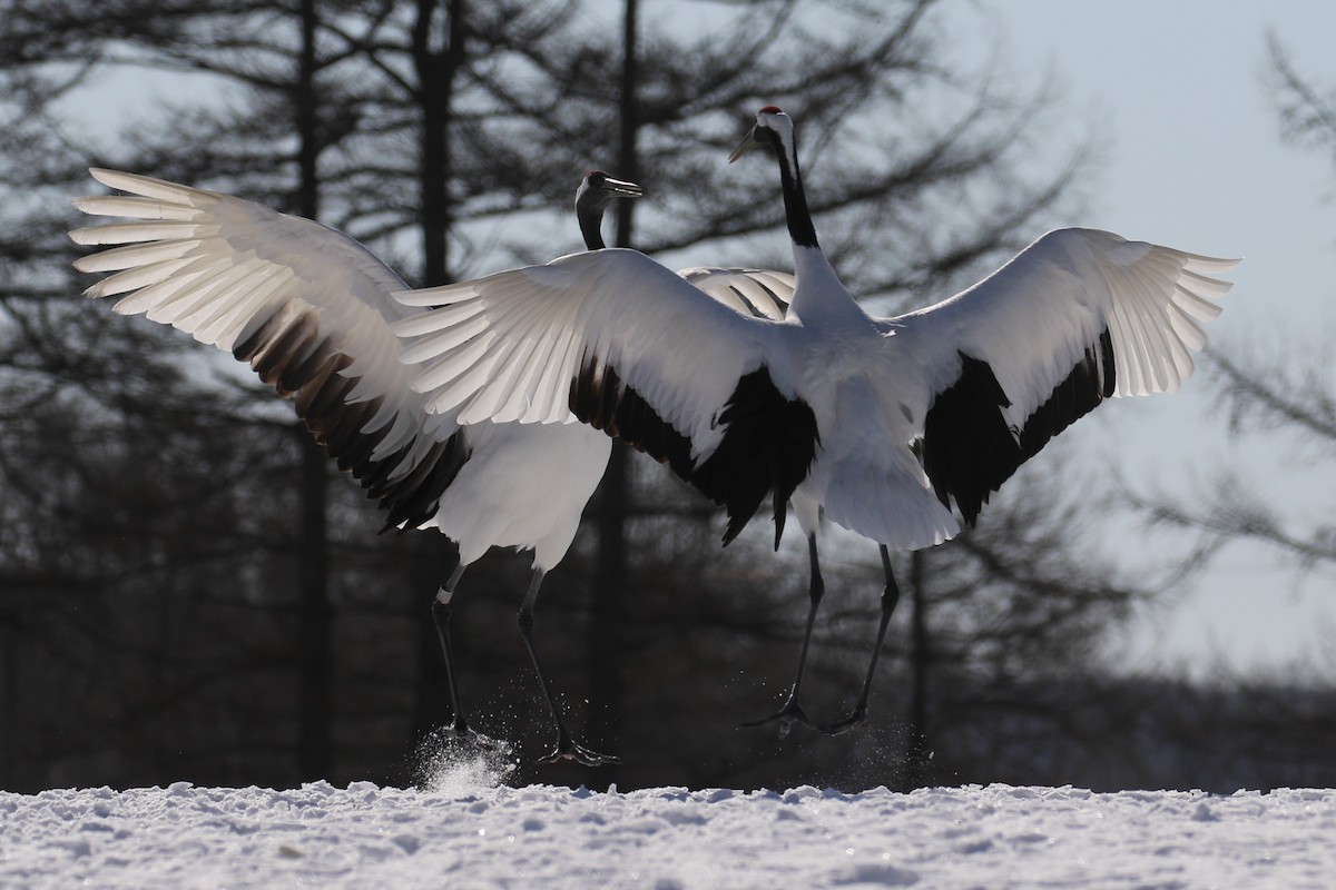 Red-crowned Crane - ML632573665