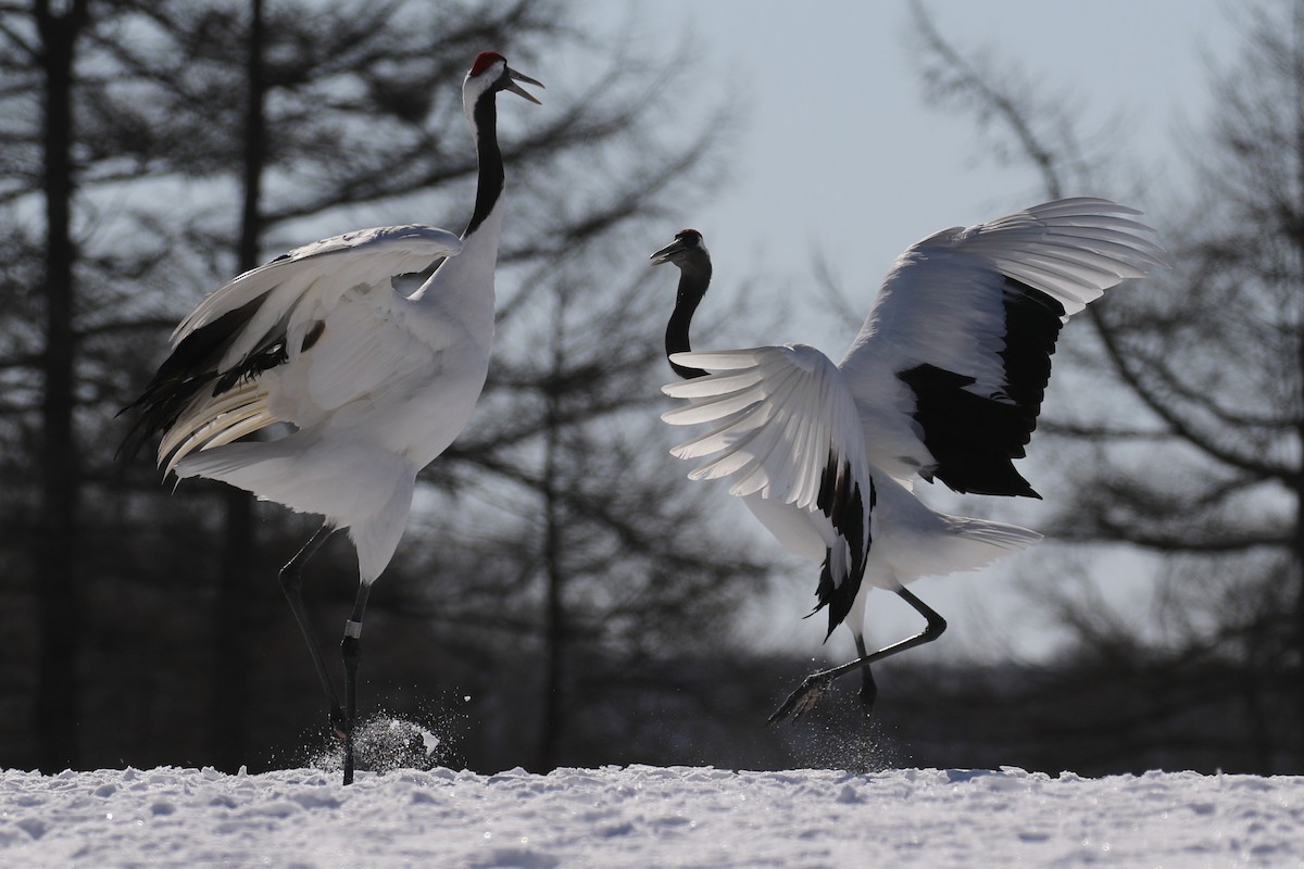 Red-crowned Crane - ML632573666