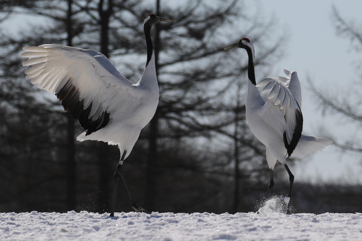 Red-crowned Crane - ML632573667