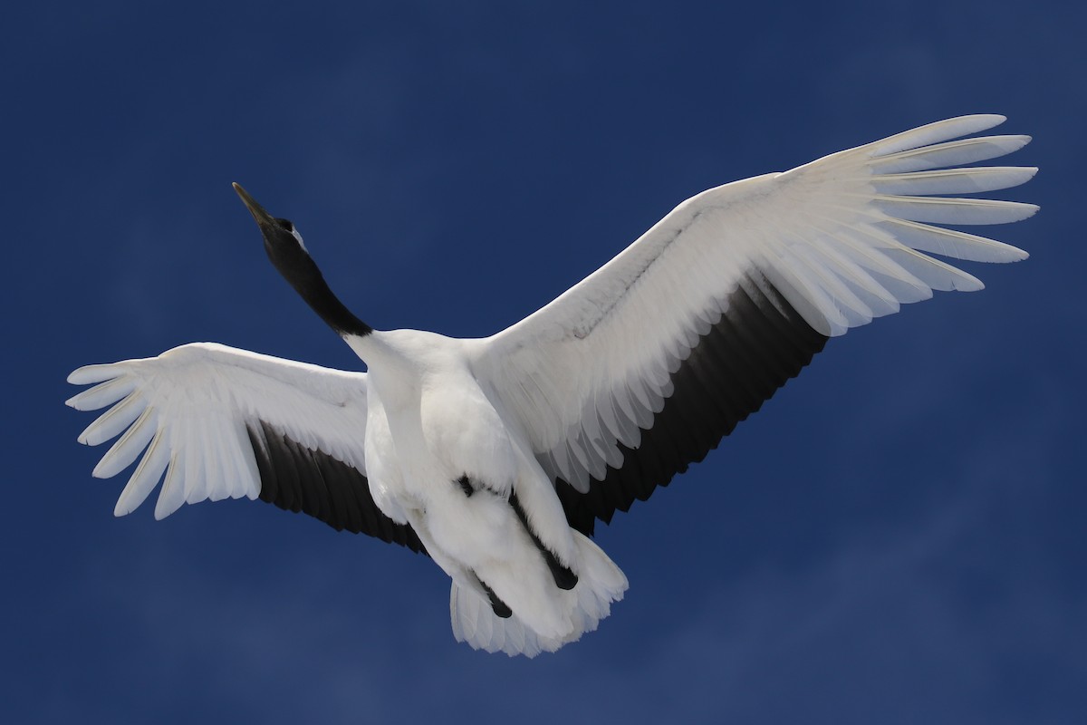 Red-crowned Crane - ML632573668