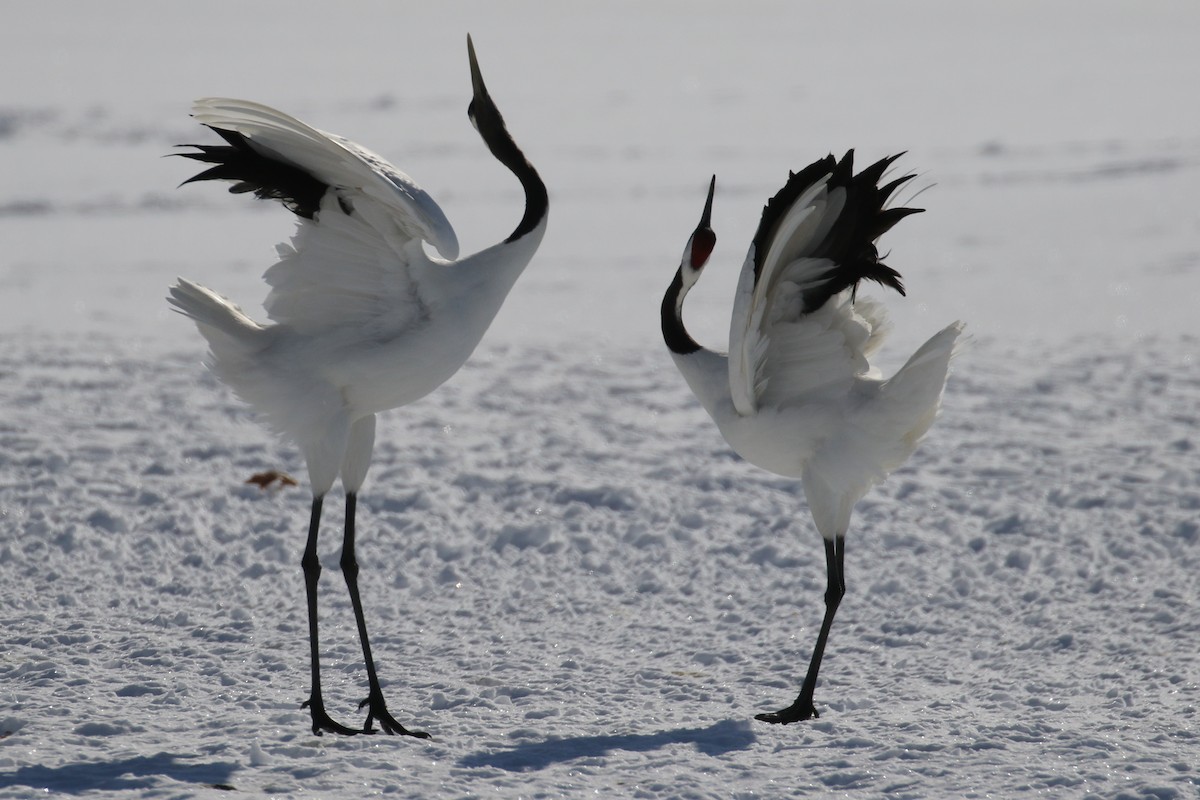 Red-crowned Crane - ML632573670