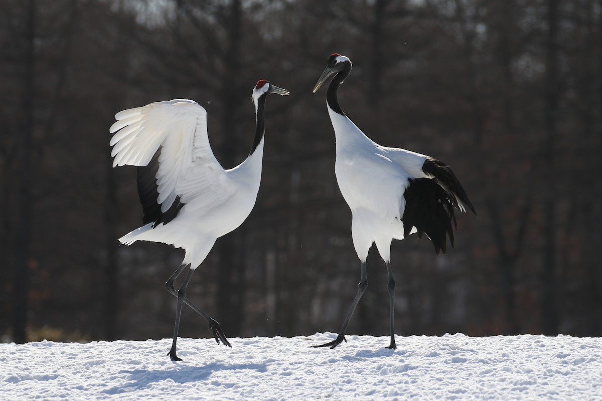Red-crowned Crane - ML632573672
