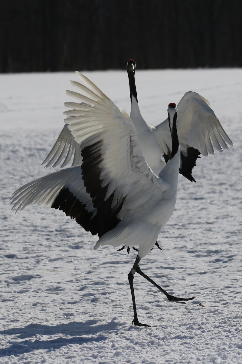 Red-crowned Crane - ML632573674
