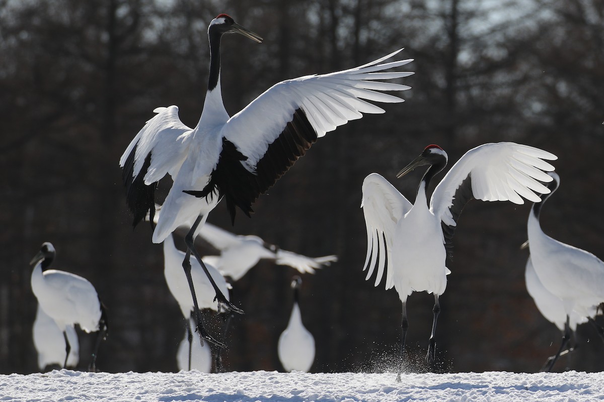 Red-crowned Crane - ML632573675