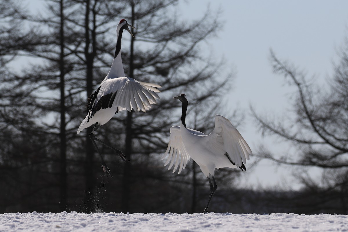 Red-crowned Crane - ML632573676