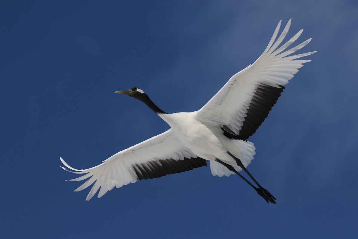 Red-crowned Crane - ML632573677