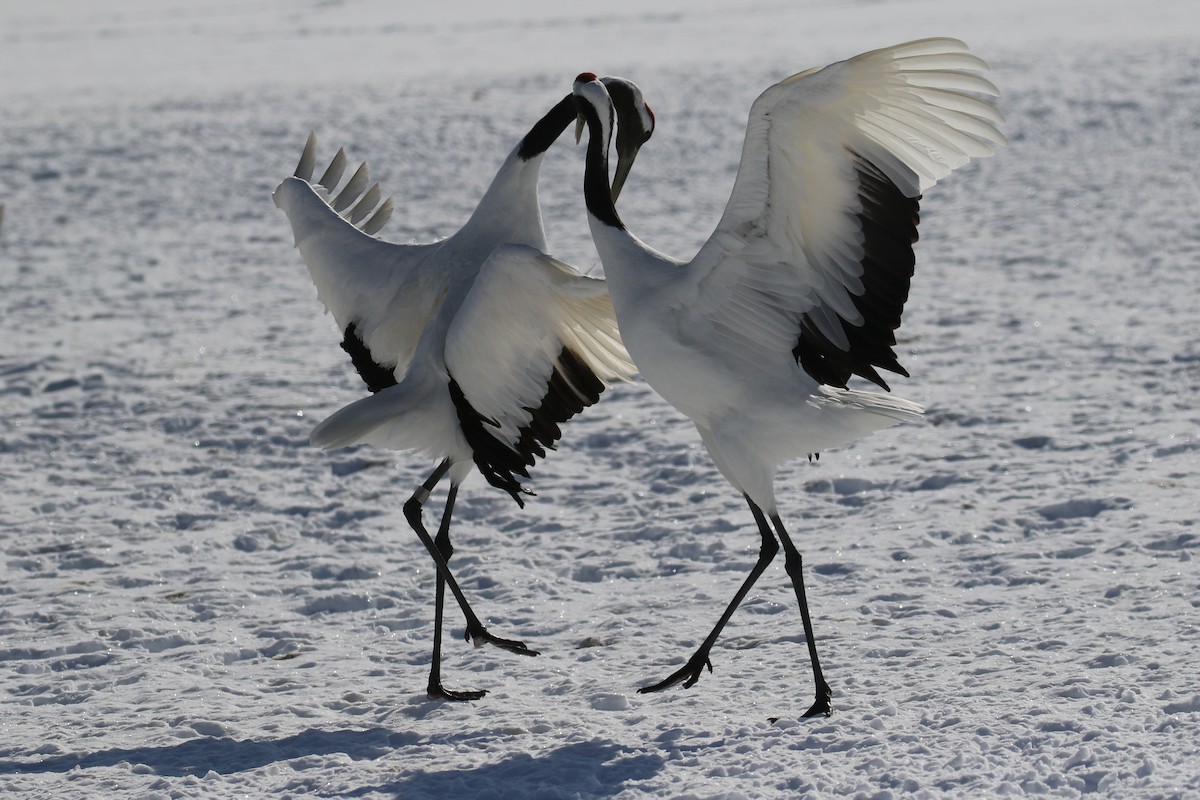 Red-crowned Crane - ML632573681