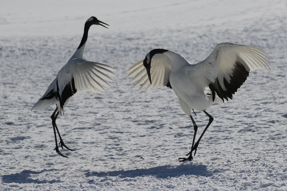 Red-crowned Crane - ML632573682