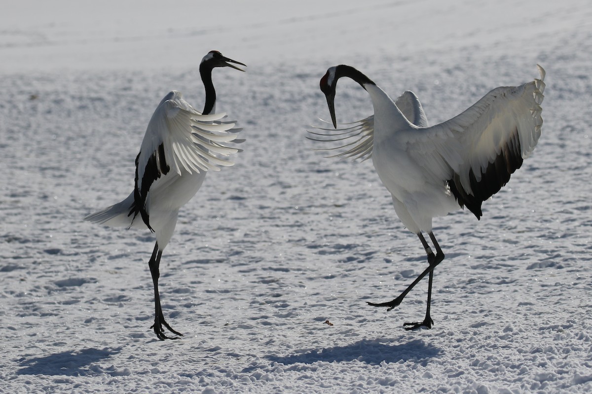 Red-crowned Crane - ML632573683