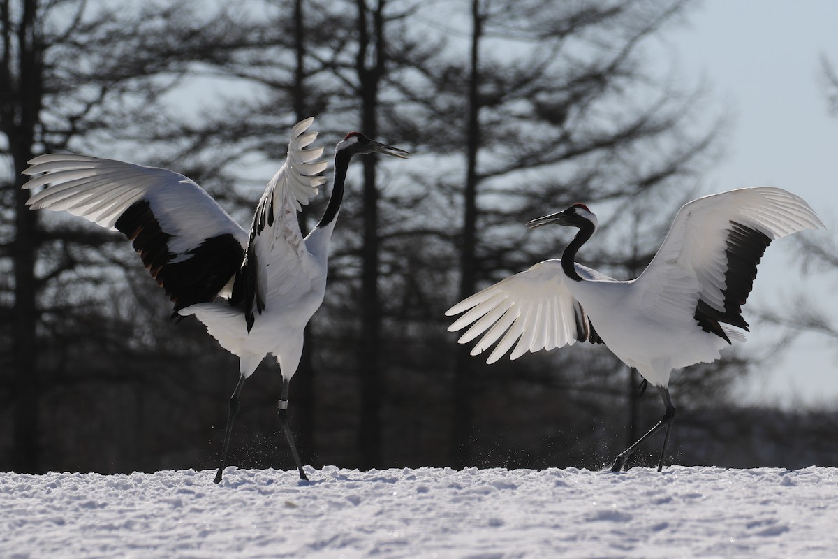 Red-crowned Crane - ML632573684