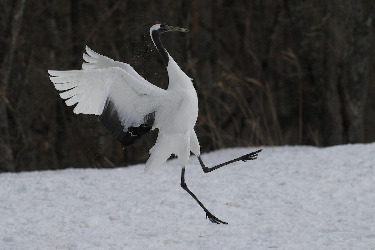 Red-crowned Crane - ML632573685