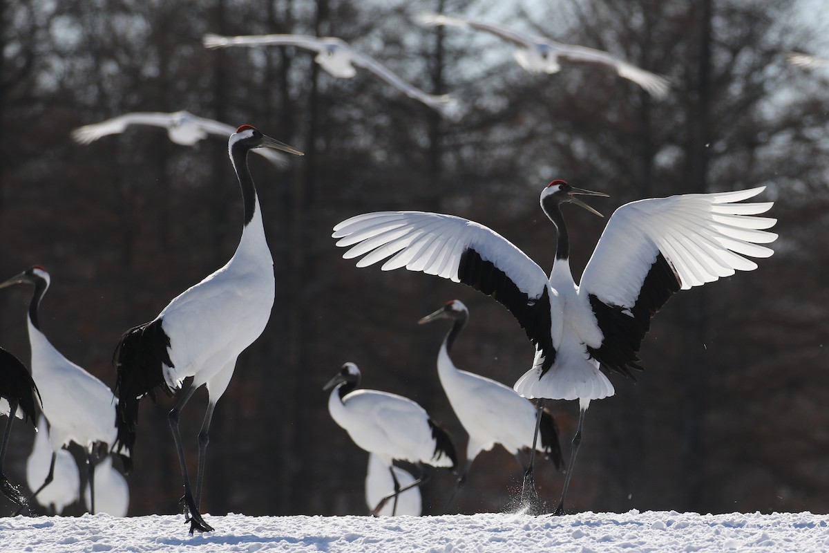 Red-crowned Crane - ML632573686