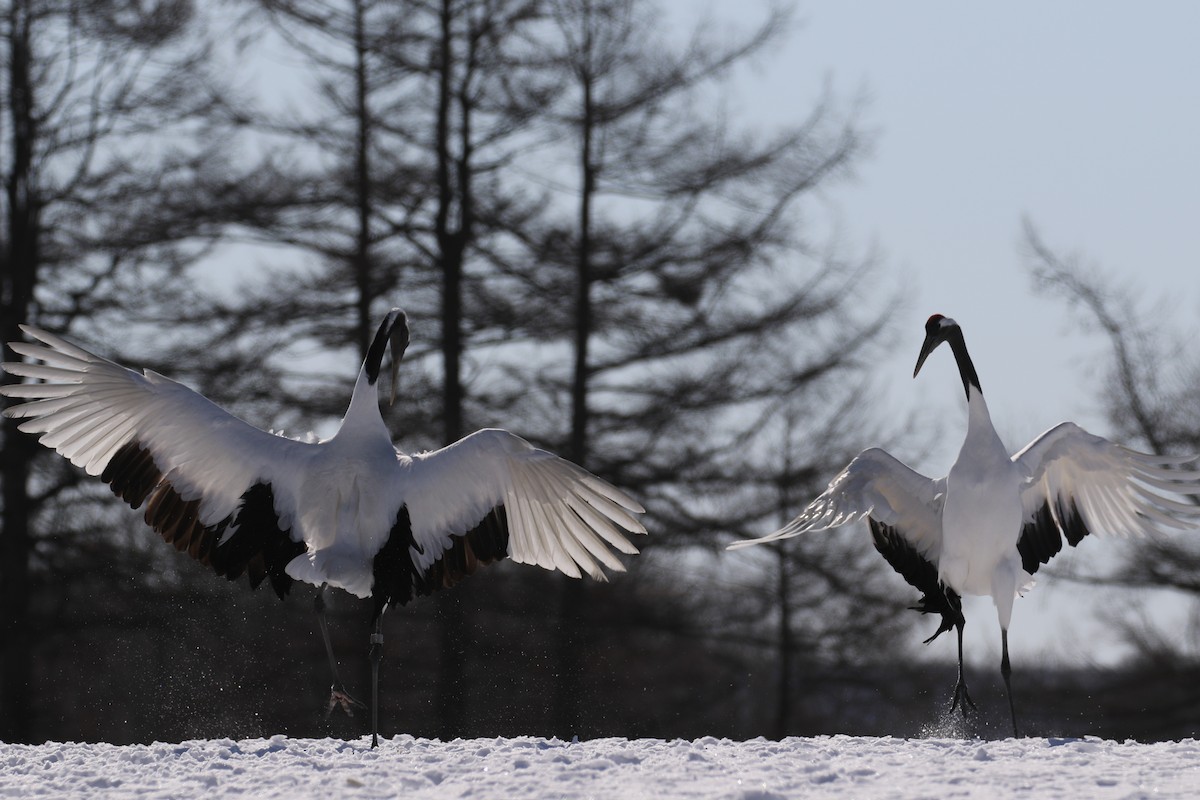 Red-crowned Crane - ML632573687