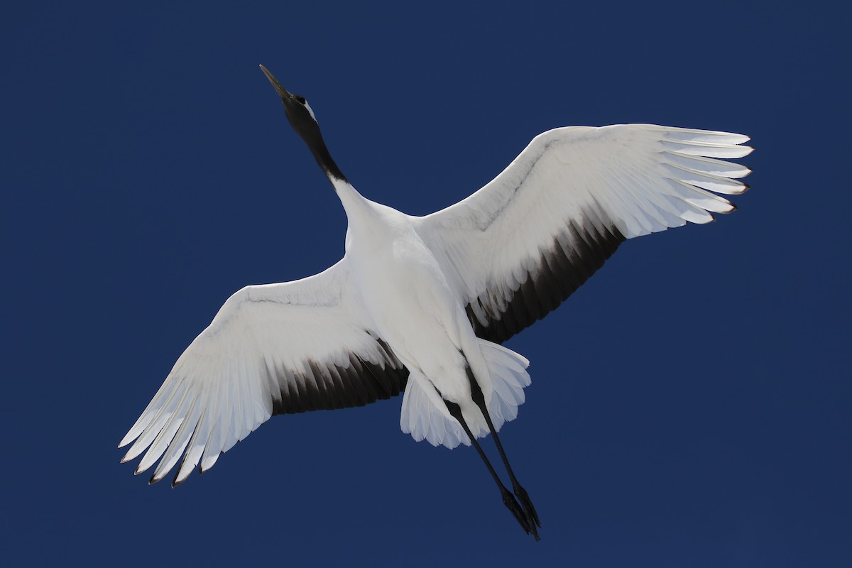 Red-crowned Crane - ML632573688
