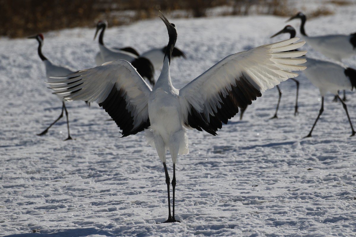 Red-crowned Crane - ML632573689