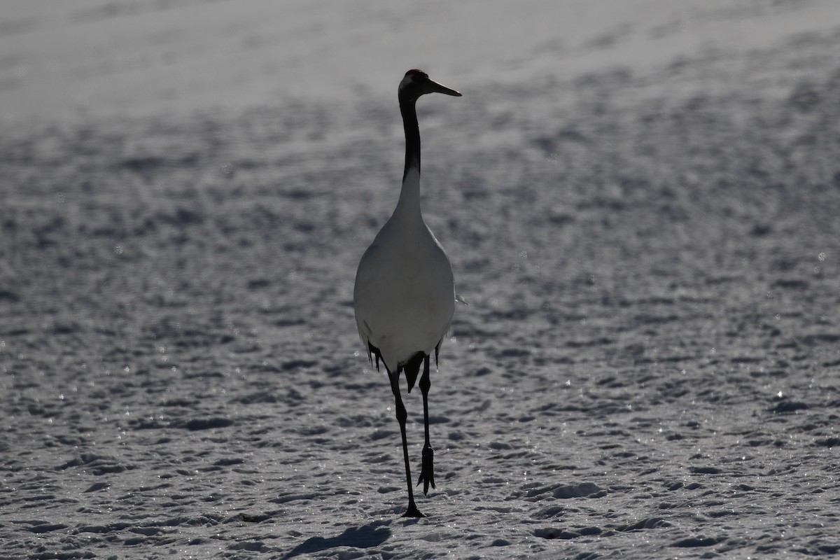 Red-crowned Crane - ML632573690