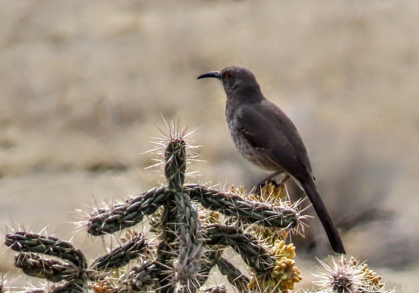 Curve-billed Thrasher - ML632573694