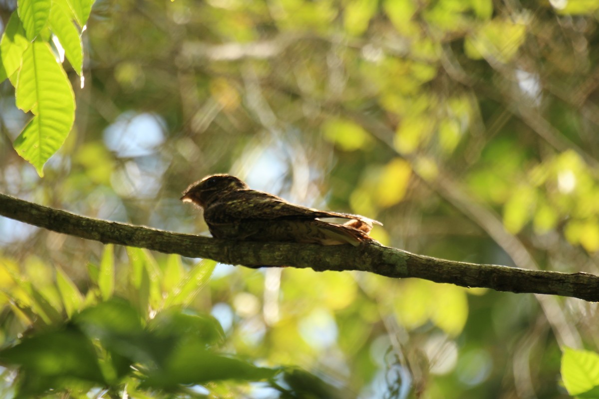 チャックウィルヨタカ - ML632573708