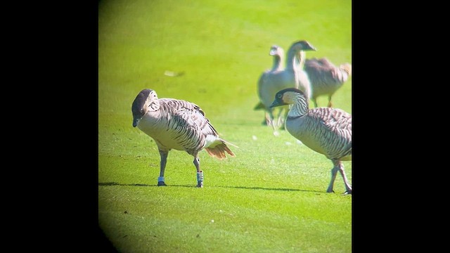 Hawaiian Goose - ML632573772