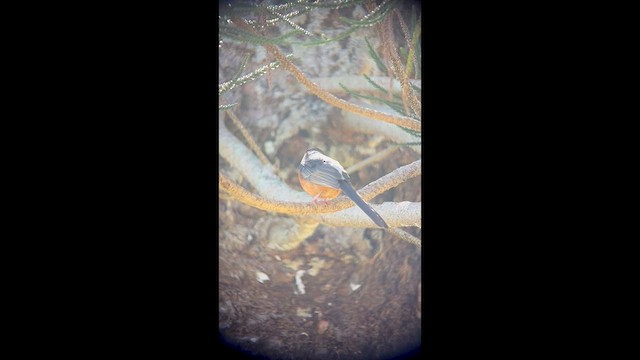 White-rumped Shama - ML632573795