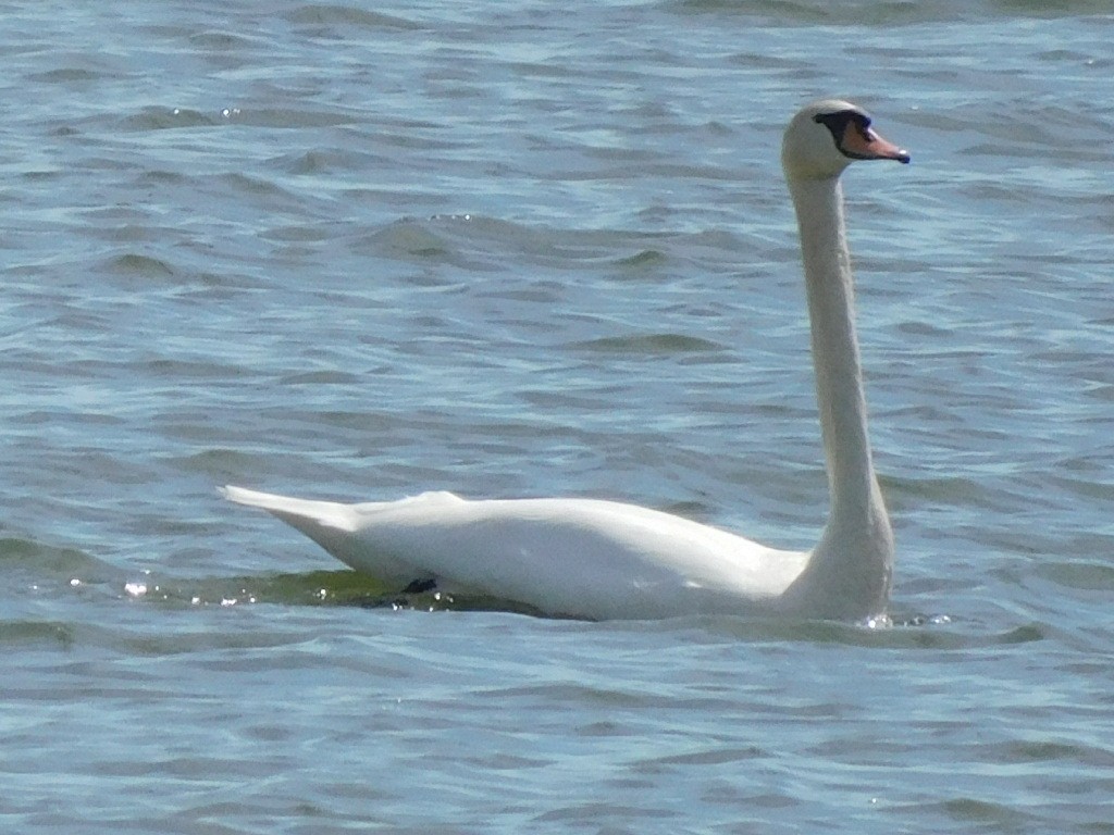Cygne tuberculé - ML632573852