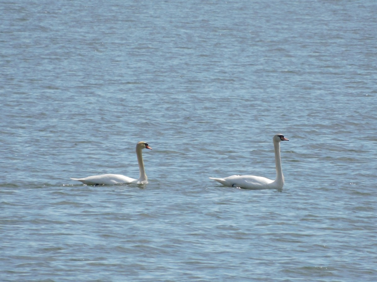 Cygne tuberculé - ML632573853