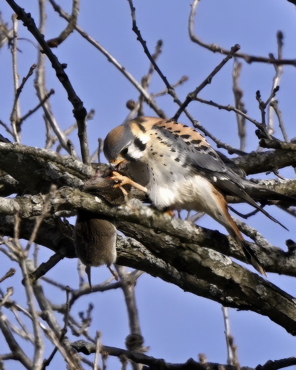 American Kestrel - ML632573882
