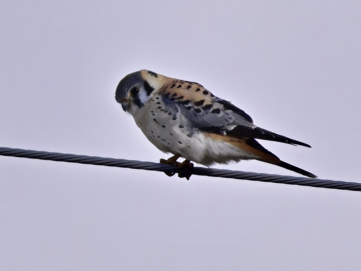 American Kestrel - ML632573883